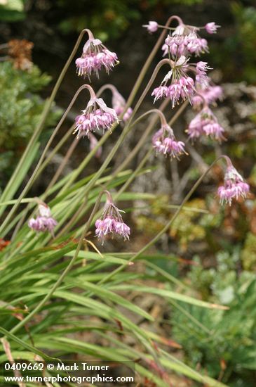 Allium cernuum