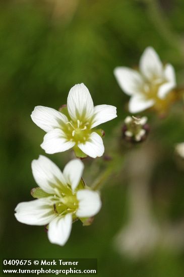 Minuartia obtusiloba