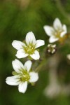 Alpine sandwort  blossoms detail