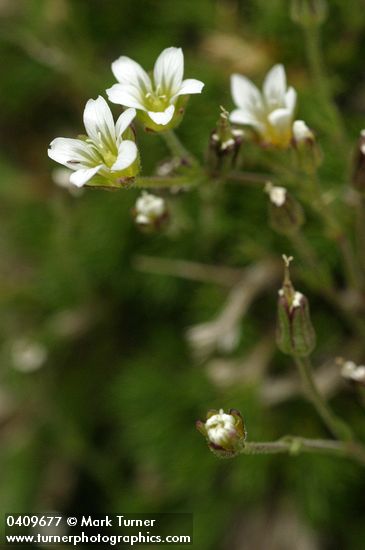 Minuartia obtusiloba