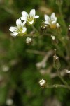 Alpine sandwort  blossoms