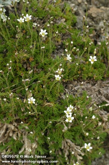 Minuartia obtusiloba