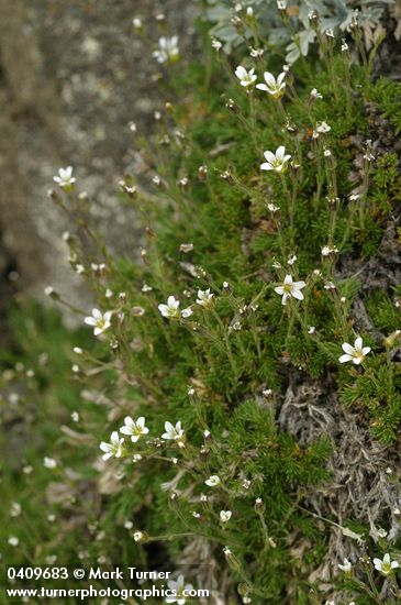 Minuartia obtusiloba