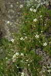 Alpine sandwort