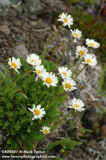 Erigeron flettii