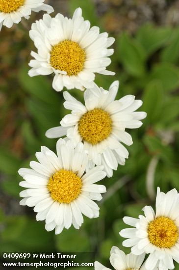 Erigeron flettii