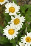 Olympic Mountain Fleabane blossoms detail