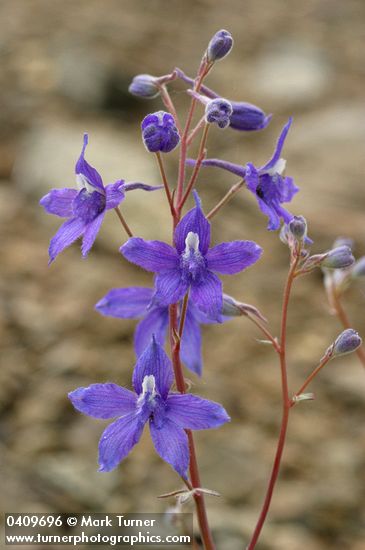 Delphinium glareosum