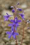 Rockslide Delphinium blossoms