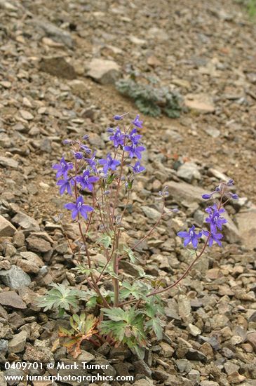 Delphinium glareosum