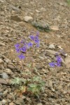 Rockslide Delphinium