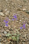 Rockslide Delphinium