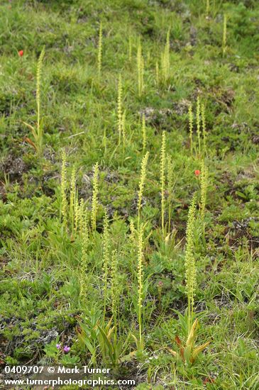 Piperia unalascensis