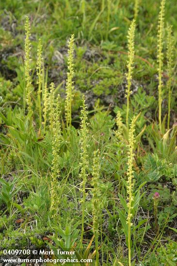 Piperia unalascensis