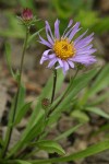 Leafy Aster