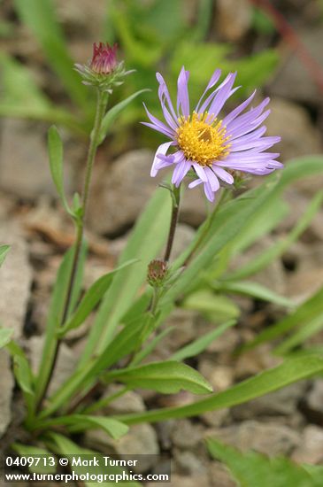 Symphyotrichum foliaceum var. foliaceum (Aster foliaceus)