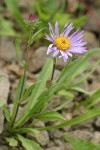 Leafy Aster