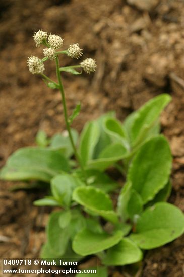 Antennaria racemosa