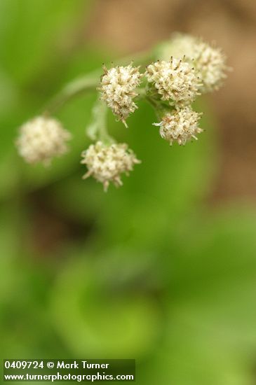 Antennaria racemosa