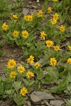 Soft Arnica