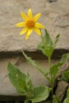 Soft Arnica blossom & foliage