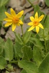 Soft Arnica