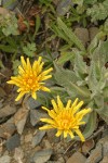 Smooth Mountain Dandelion