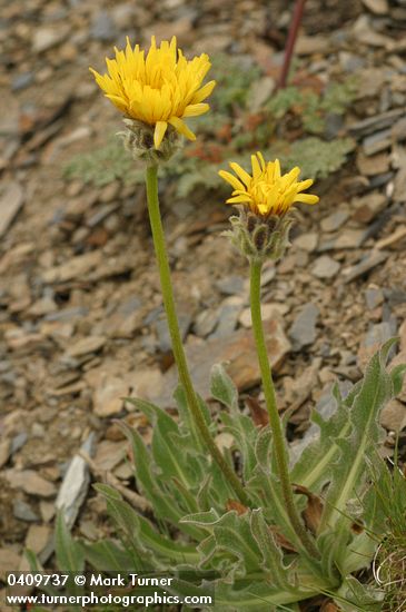 Nothocalais alpestris (Microseris alpestris)