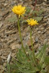 Smooth Mountain Dandelion