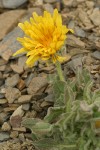 Smooth Mountain Dandelion