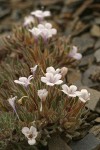 Alpine Collomia