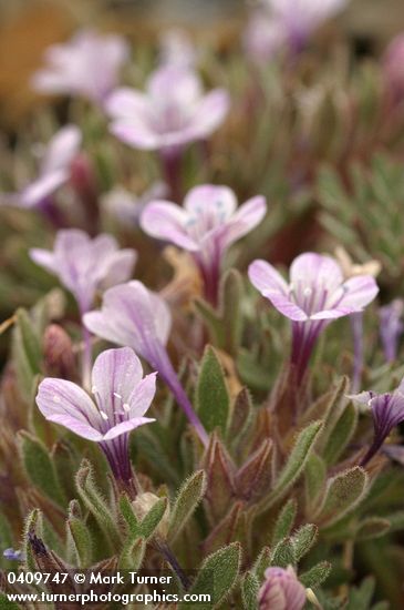 Collomia debilis