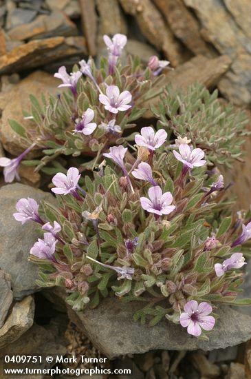 Collomia debilis