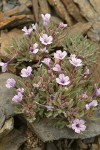 Alpine Collomia