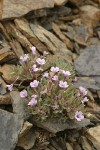 Alpine Collomia