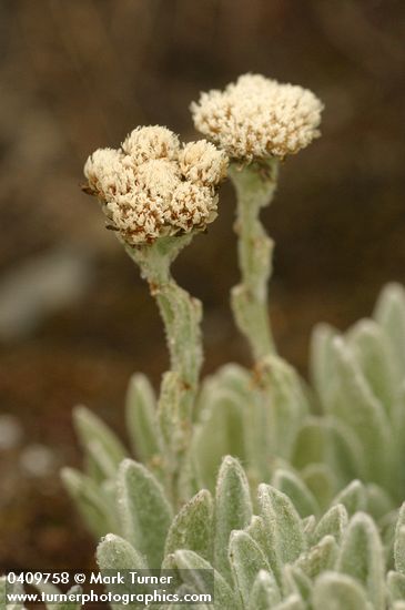 Antennaria lanata