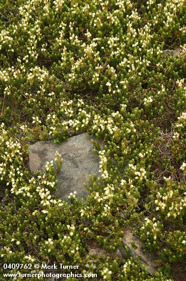 Phyllodoce glanduliflora