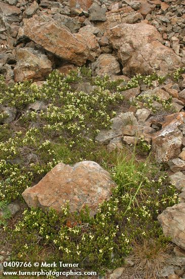 Phyllodoce glanduliflora