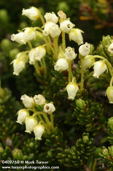 Phyllodoce glanduliflora