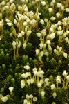 Yellow Heather blossoms & foliage