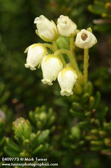 Phyllodoce glanduliflora