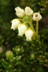 Yellow Heather blossoms & foliage detail