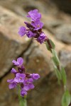 Lyall's Rockcress blossoms