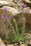 Lyall's Rockcress