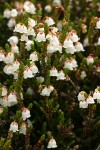 White Heather blossoms & foliage