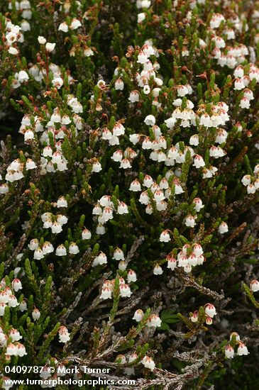 Cassiope mertensiana