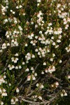 White Heather