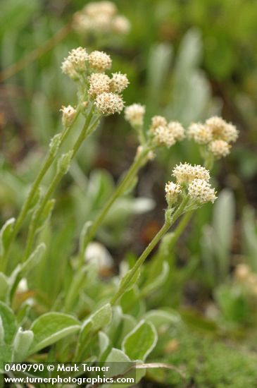 Antennaria racemosa