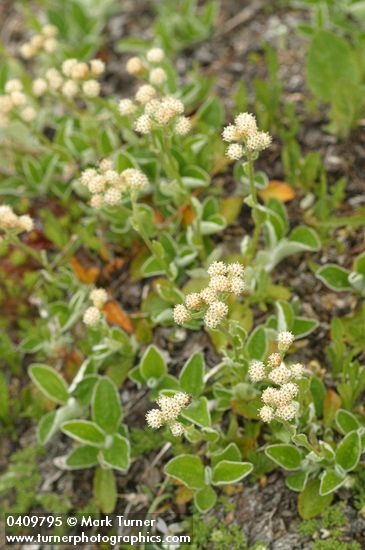 Antennaria racemosa