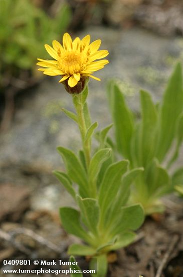 Tonestus lyallii (Haplopappus lyallii)